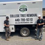Gallery - College Tree Removal