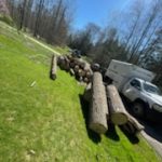 Gallery - College Tree Removal