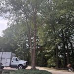 Gallery - College Tree Removal