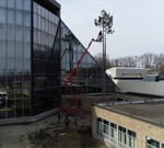 Gallery - College Tree Removal