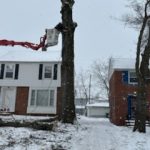 Gallery - College Tree Removal