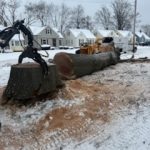 Gallery - College Tree Removal