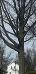 Gallery - College Tree Removal