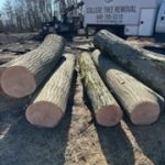 Gallery - College Tree Removal