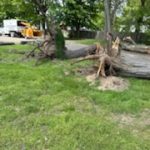 Gallery - College Tree Removal